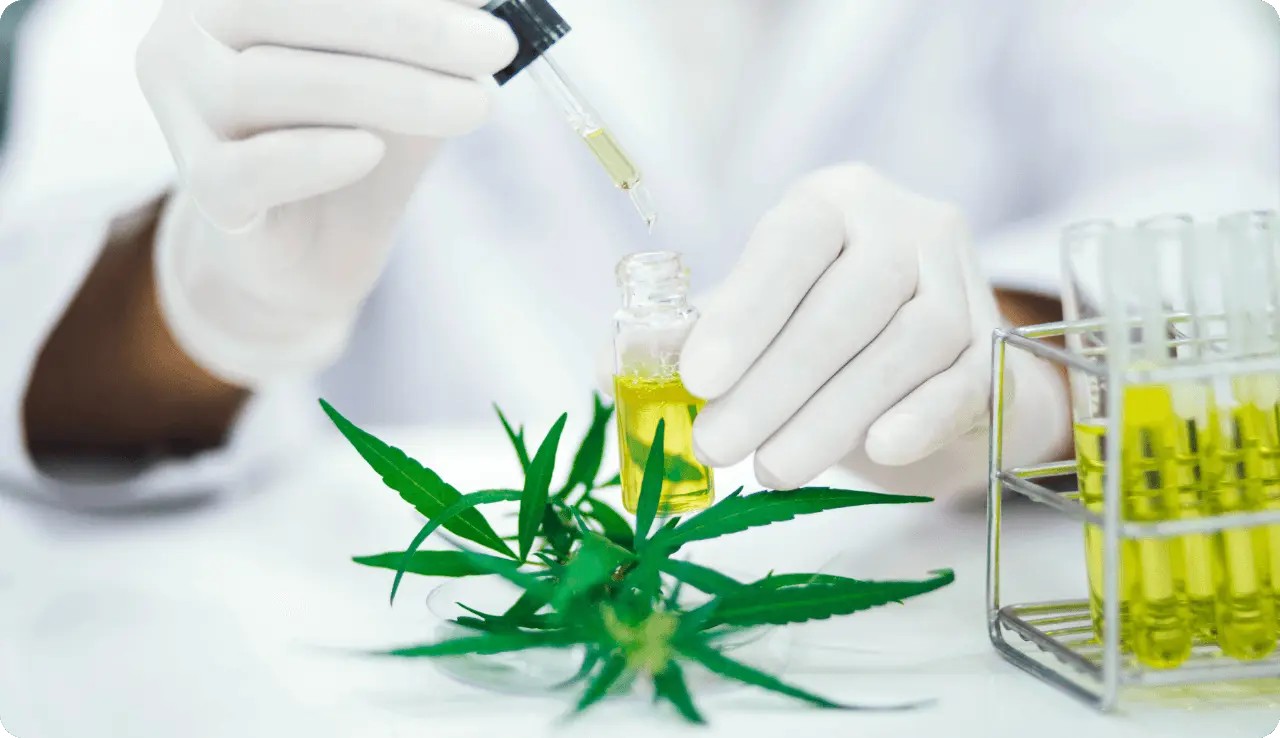 rhein-cannabis-bild-online-und-vorort