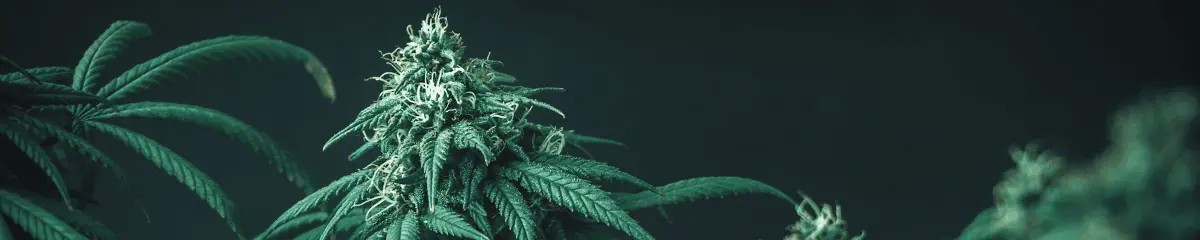 rhein-cannabis-hero-footer-banner